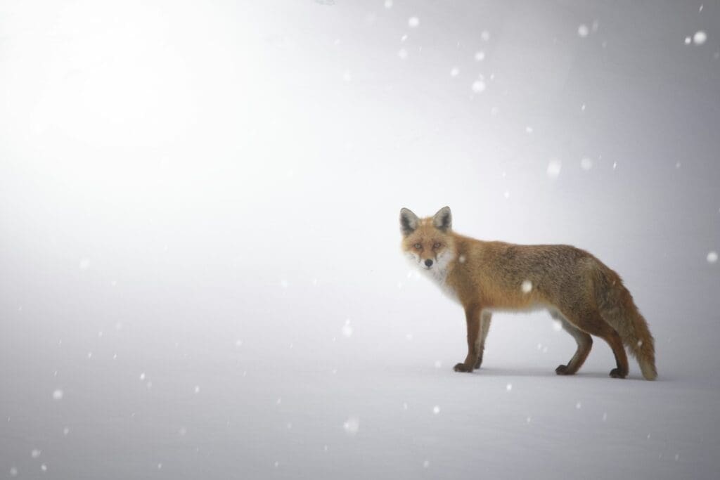 Compelling characters: red fox standing in snow